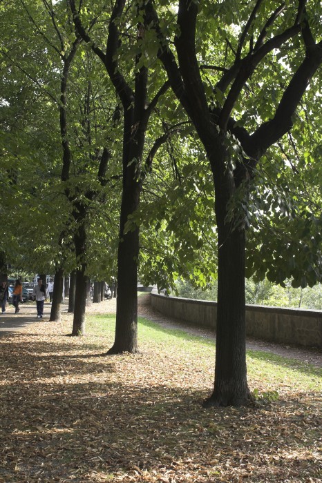 Particolare della zona alberata di fronte alla stazione centrale.
