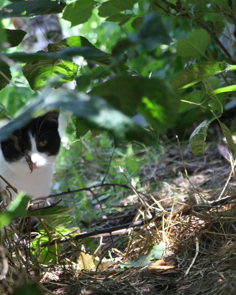 Gatto nel giardino del gattile