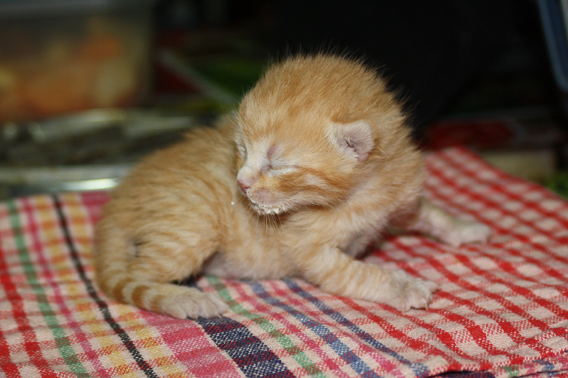 Cucciolo di gatto di pochi giorni