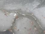 Lastre di ghiaccio rotte sul fiume Bisenzio
