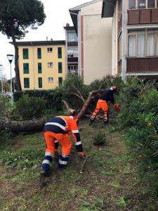 Operatori a lavoro per rimuovere albero e rami